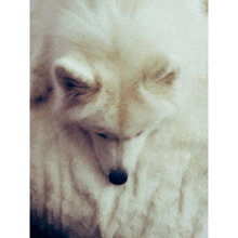 a close up of a white dog laying down