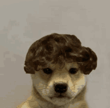 a dog wearing a wig on its head is looking at the camera .