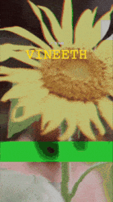 a picture of a sunflower with vineeth written on the bottom