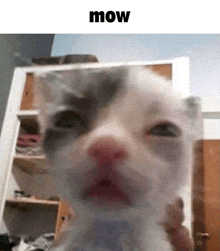 a close up of a cat 's face behind a glass with the words mow above it .