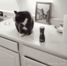 a black and white cat is sitting on a kitchen counter next to a bottle of salt and pepper .