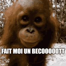 a picture of an orangutan with a caption that says fait moi un beco00000t