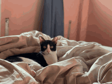 a black and white cat laying under a blanket