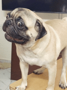 a pug dog standing on a wooden table in front of a samsung tv