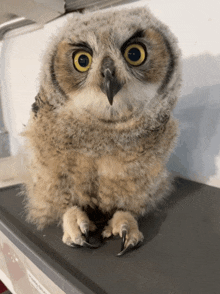 a small owl sitting on a shelf with a label that says ' owl '