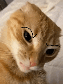 a close up of a cat 's face with a drawing of a v on its forehead