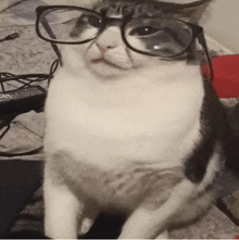 a cat wearing glasses is sitting on a bed next to a remote control