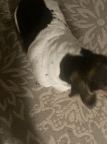 a black and white dog is laying on a patterned rug