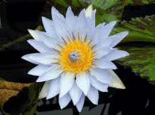 a close up of a purple and yellow flower with water drops on the petals