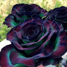 a bunch of black roses with green edges