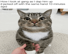 a picture of a cat with a caption that says how i look at gang as i dap him up