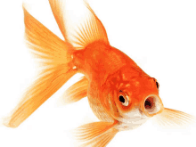 a close up of a goldfish with its mouth open on a white background