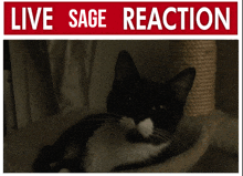 a black and white cat is laying in a basket under a live sage reaction sign