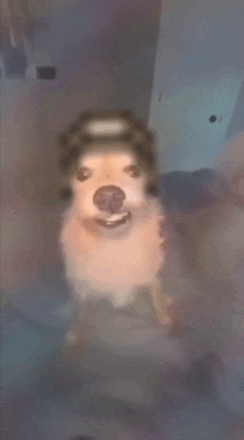 a blurry picture of a dog wearing a hat and smiling