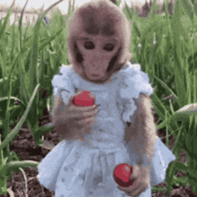 a monkey wearing a white dress is holding two apples .