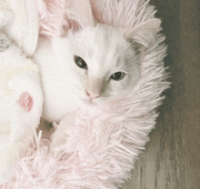 a white kitten is laying on a pink blanket