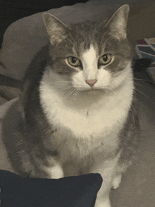 a grey and white cat sitting on a couch