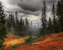 a forest with a cloudy sky and red flowers in the foreground