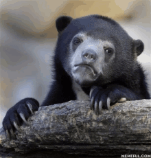 a black bear with long claws is sitting on a rock