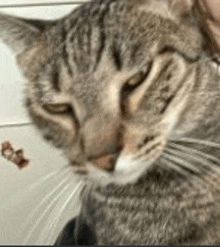 a close up of a cat 's face with a person holding it in their arms .