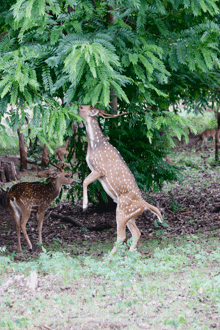 a deer standing on its hind legs eating from a tree branch