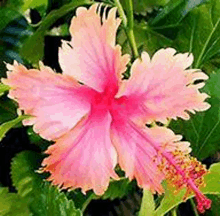 a close up of a pink hibiscus flower with green leaves surrounding it .