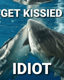 a picture of two sharks kissing with the words get kissed idiot below them