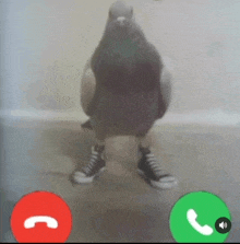 a pigeon wearing converse shoes is standing in front of a red and green button