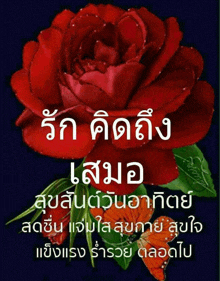 a red rose with green leaves is on a black background with chinese writing