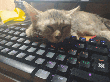 a cat laying on top of a black keyboard with the alt key visible