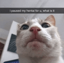 a cat with a caption that says " i paused my hentai for u "