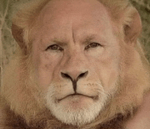 a close up of a lion with a beard and a man 's head .