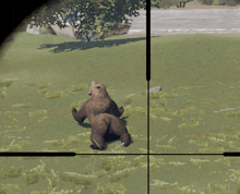 a sniper scope shows a bear laying on the grass