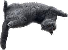 a gray cat is laying upside down on its back on a white background