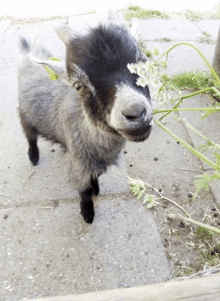 a small goat with a flower in its mouth standing on a sidewalk