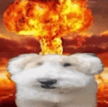 a dog is standing in front of a large explosion .