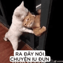 two cats are hugging each other while standing next to each other in front of a door .