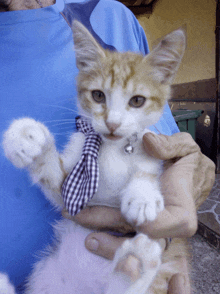 a person is holding a cat wearing a tie and collar