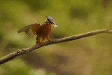 a bird with a fish in its beak sitting on a branch