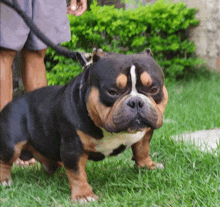 a brown and black dog with a white spot on its face