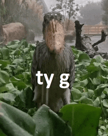 a bird with a large beak is standing in a lush green field with the words ty g written on the bottom