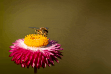 a close up of a bee on a pink and yellow flower