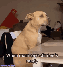 a dog sits at a table with a caption that says when mom says dinner is ready