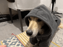 a dog wearing a grey hoodie with a black collar