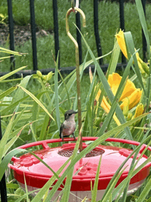 a hummingbird is perched on a red bird feeder in the grass