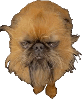 a small brown dog with a beard and a very angry look on its face