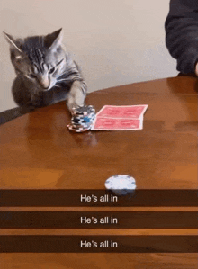 a cat playing poker with a pile of chips