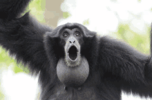 a close up of a black monkey with its mouth wide open