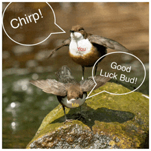 two birds standing on a rock with speech bubbles that say chirp you and good luck bud