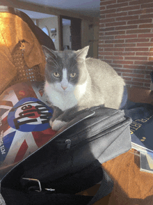 a grey and white cat laying on top of a black bag with the word british on it